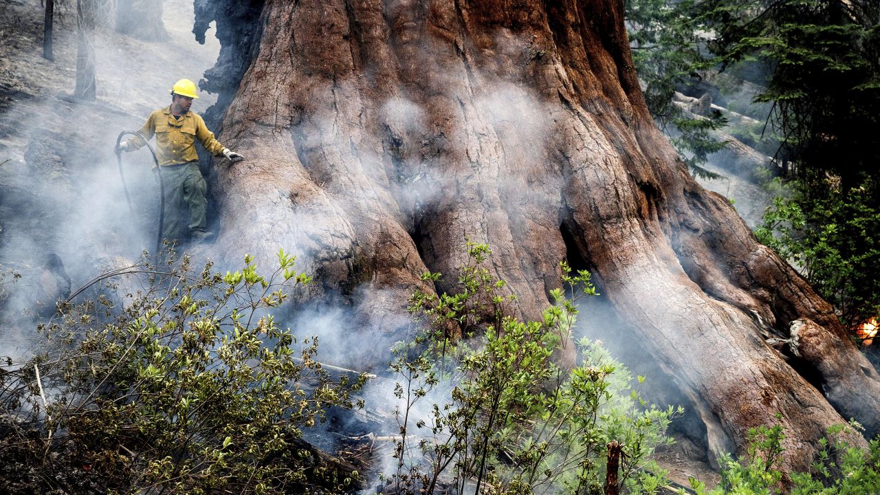 A firefighter protects a sequoia tree as the Washburn Fire burns in Mariposa Grove in Yosemite National Park, Calif., on Friday, July 8, 2022.