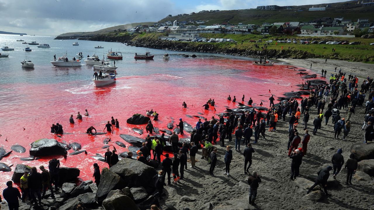 People gather in front of the sea during a pilot whale hunt in Torshavn, Faroe Islands on May 29, 2019.