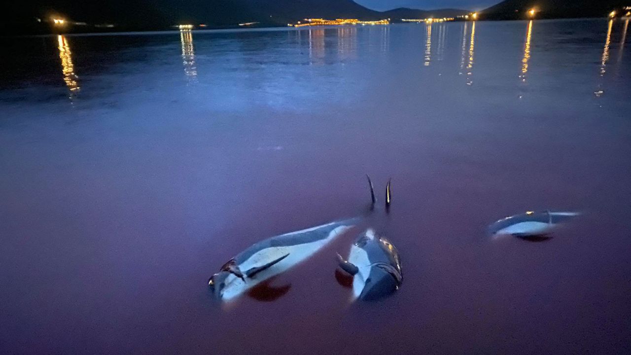 On September 12, 2021, a super-pod of 1,428 Atlantic white-sided dolphins was driven into the shallow water at Skalabotnur beach and killed.