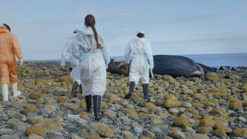 blue whale autopsy patagonia fjordlands origseriesfilms_00014811.png