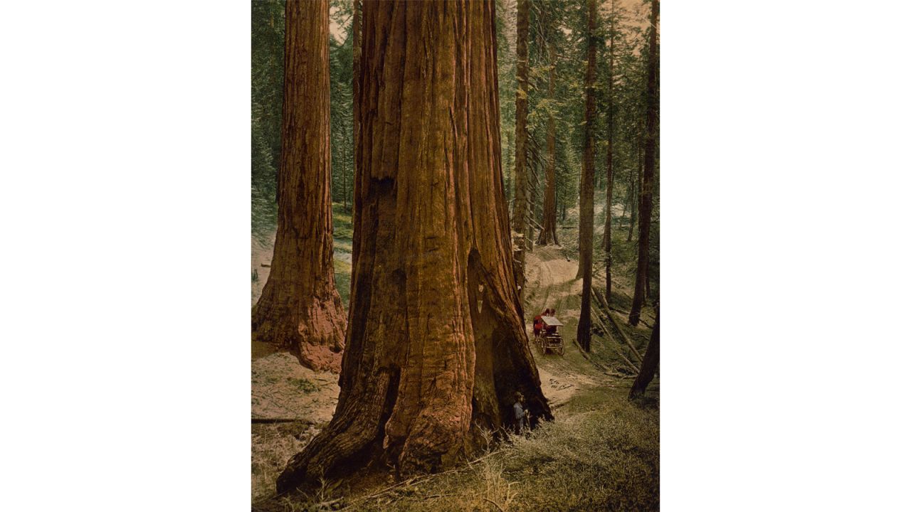 The giant sequoias of Mariposa Grove are beloved by visitors to Yosemite.