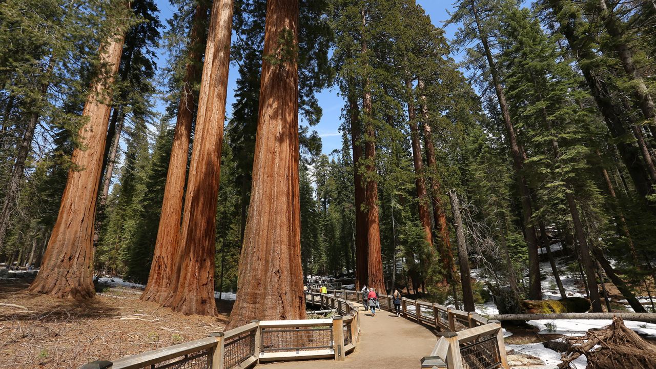 Giant Sequoia trees; from Yosemite National Park