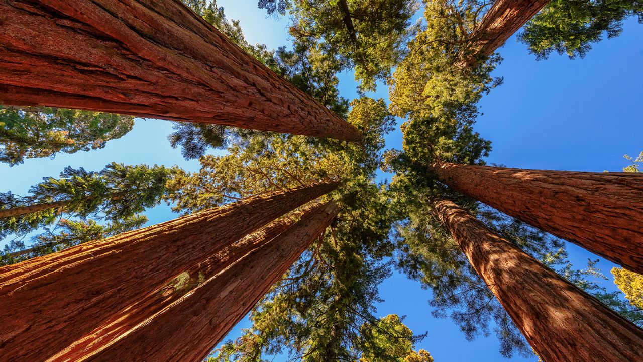The trees reach for the sky in Sequoia & Kings Canyon National Parks.