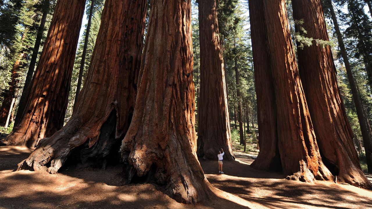 Sequoias aren't just visual marvels. They do the invisible but imporant work of capturing carbon in the atmosphere.