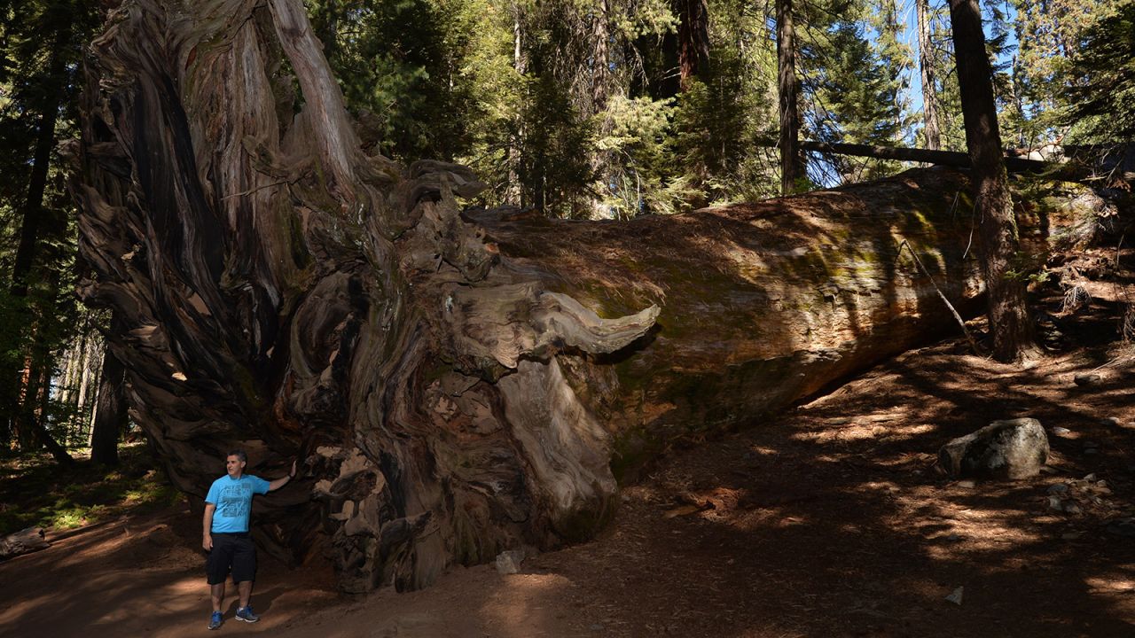 A man stands beside the stump of a fallen giant at Sequoia & Kings Canyon National Parks. Scientists say the trees are under threat from a diminishing snowpack and rising temperatures.