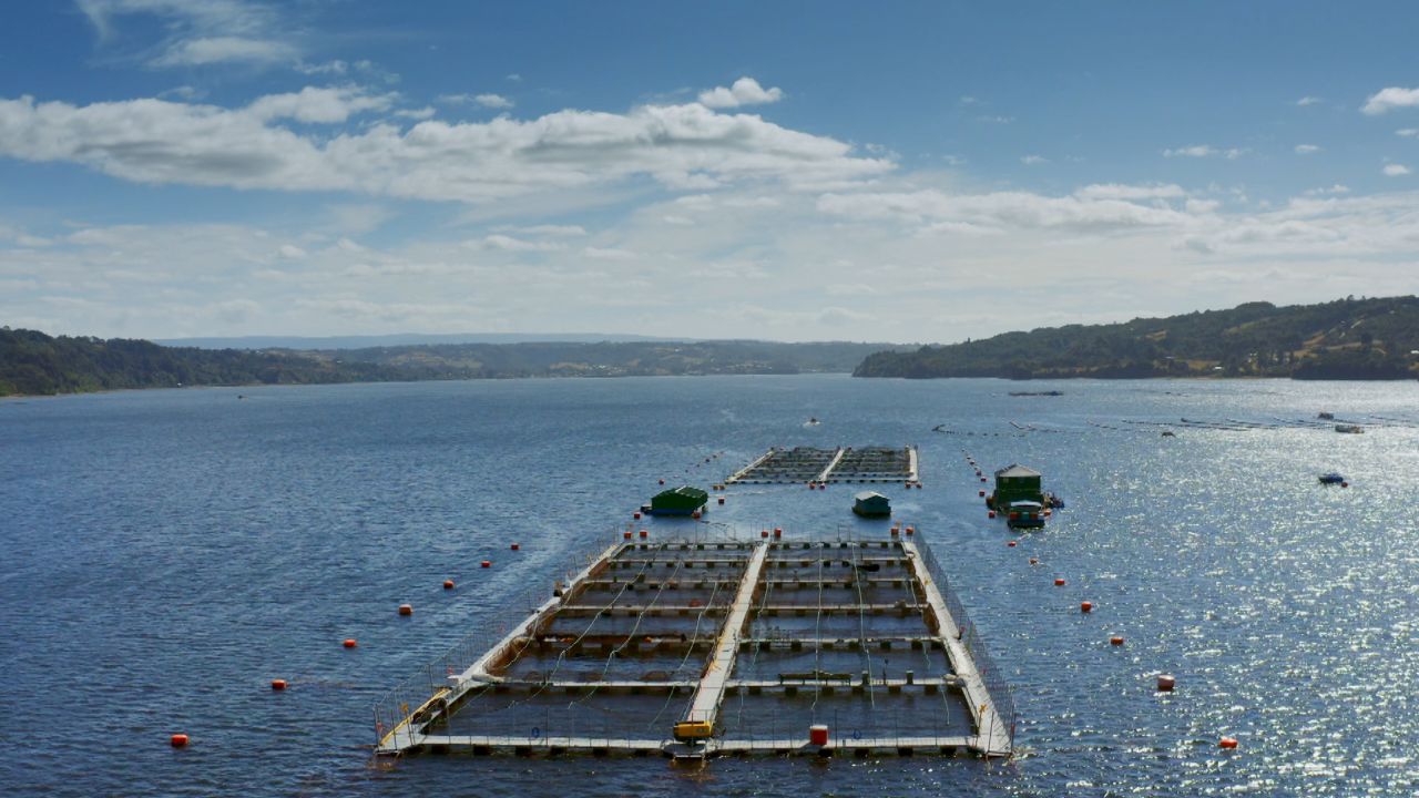 A salmon farm in the waters off the coast of Chilean Patagonia is shown.