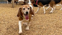 4,000 beagles will be transferred from a Cumberland, Virginia, research facility to humane societies across the United States.