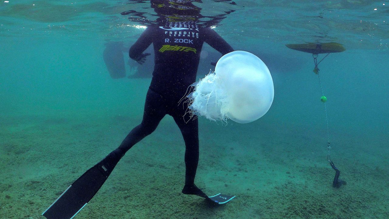 A free-diver swims with jellyfish in the Mediterranean Sea off the shore of Lebanon's northern coastal city of Tripoli on July 12. Experts have said that the invasive jellyfish species "Rhopilema Nomadica" has been entering the sea through the Suez Canal from the 1970s onwards but more have entered with the Canal's expansion. The species is becoming a threat to the Mediterranean ecosystem, scientists have warned. 
