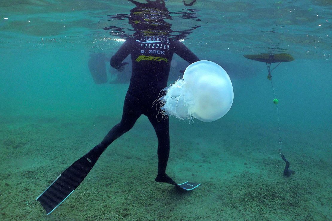 A free-diver swims with jellyfish in the Mediterranean Sea off the shore of Lebanon's northern coastal city of Tripoli on July 12. Experts have said that the invasive jellyfish species "Rhopilema Nomadica" has been entering the sea through the Suez Canal from the 1970s onwards but more have entered with the Canal's expansion. The species is becoming a threat to the Mediterranean ecosystem, scientists have warned.