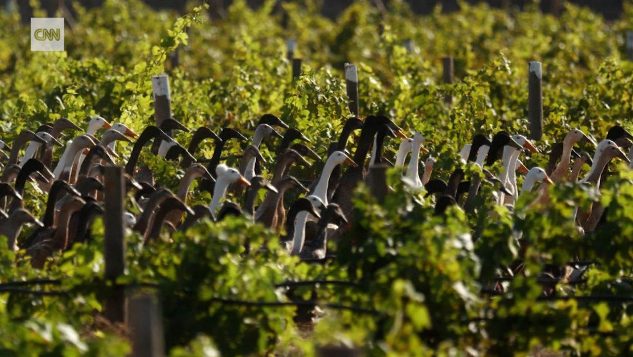 duck guards vineyard south africa spc intl thumb