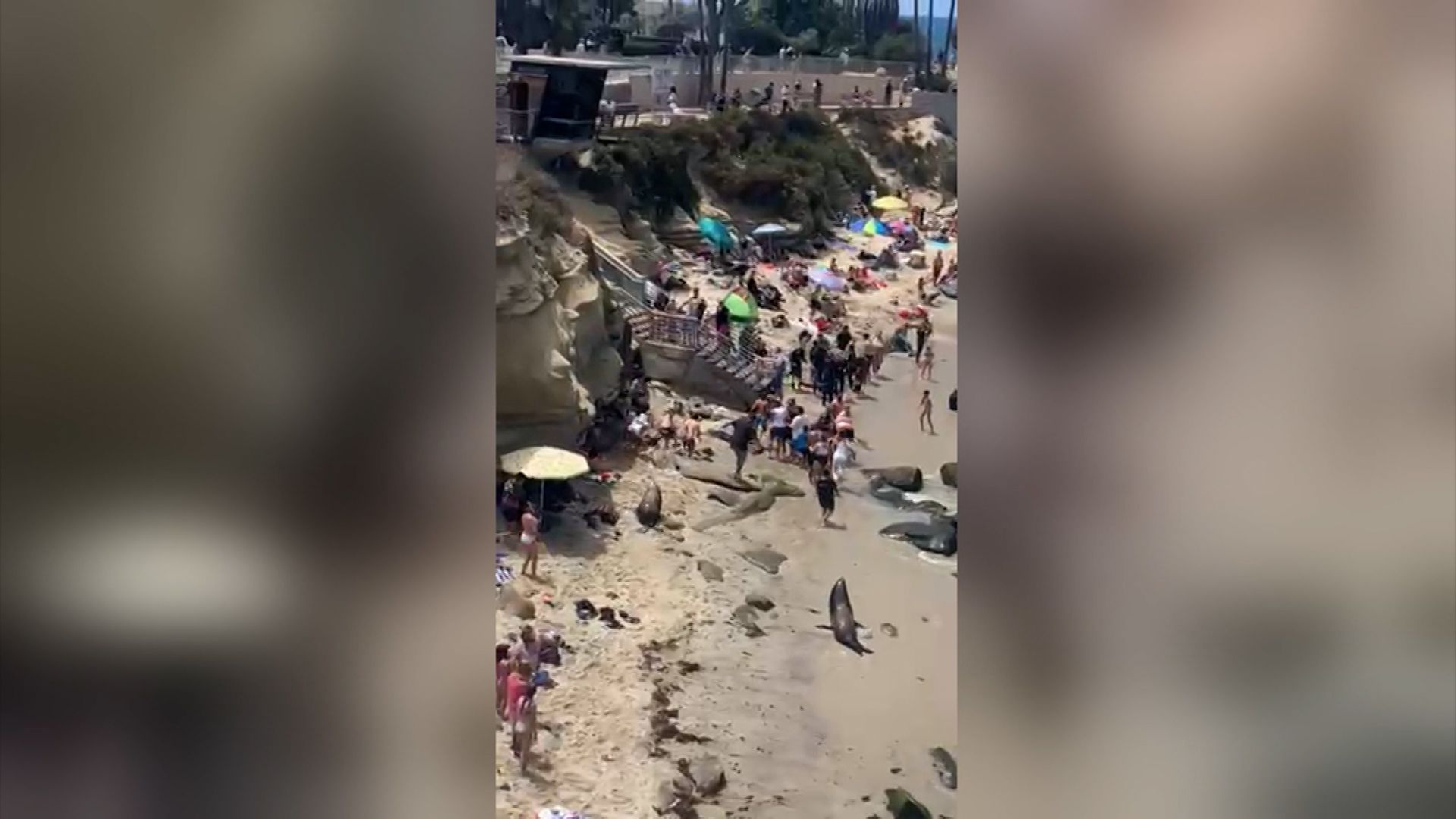 Beachgoers flee sparring sea lions in viral video: 'Godzilla is chasing  them', US news