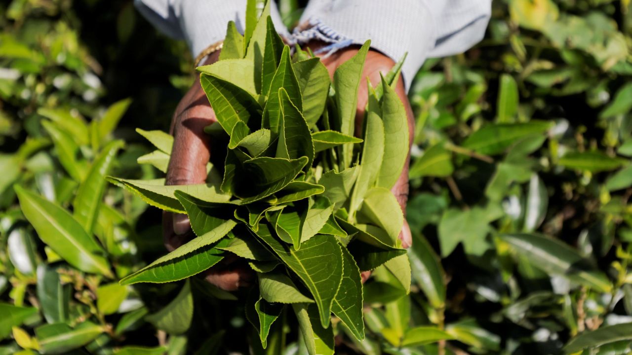 Tea leaves at a plantation estate in Bogawantalawa, Sri Lanka.