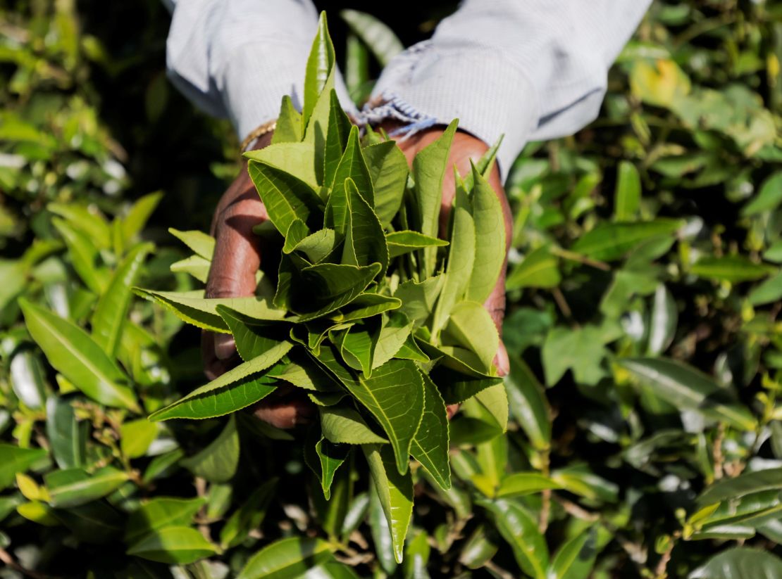 Tea leaves at a plantation estate in Bogawantalawa, Sri Lanka.