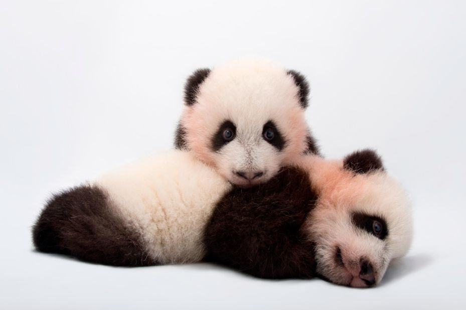 Sartore's style is distinctive. Rather than photographing animals in their natural habitat, he places them in front of stark white or black backgrounds. This eliminates distractions and accentuates eye contact -- which humans respond to, he says. Pictured here are Mei Lun and Mei Huan, twin giant panda cubs at Zoo Atlanta, Georgia.