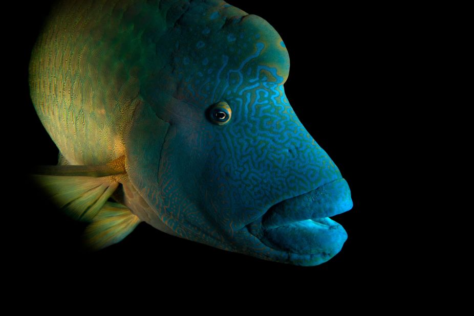 Sartore focuses on animals in captivity since it allows him to shoot in this studio style. He regularly visits zoos, aquariums, rehabilitation centers and private breeders to find his subjects. Pictured here is a humphead wrasse at the Dallas World Aquarium, Texas.