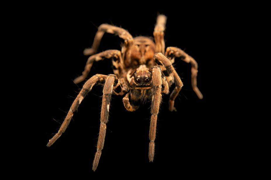 Some of the photos Sartore has taken are of animals that no longer exist in the wild. Others have never been photographed before, such as the tarantula wolf spider, pictured here at Verve Biotech, a biotechnology company in Nebraska.