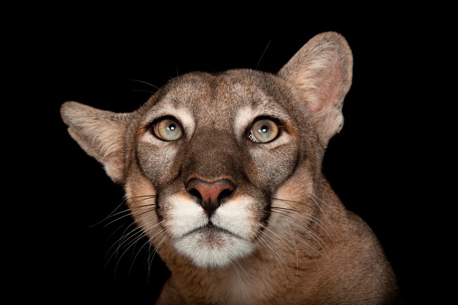 Sartore's studio photos of animals have won him a huge following. He has over 1.6 million followers on <a href="https://www.instagram.com/joelsartore/?hl=en" target="_blank" target="_blank">Instagram</a> and has produced a series of bestselling <a href="https://www.joelsartore.com/store/" target="_blank" target="_blank">Photo Ark books</a>. This photo of Lucy, a Florida panther at Tampa's Lowry Park Zoo, is one of his favorites. 