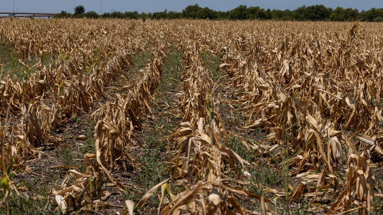 Corn crops that died due to extreme heat and drought in Austin, Texas, are pictured on on Monday.