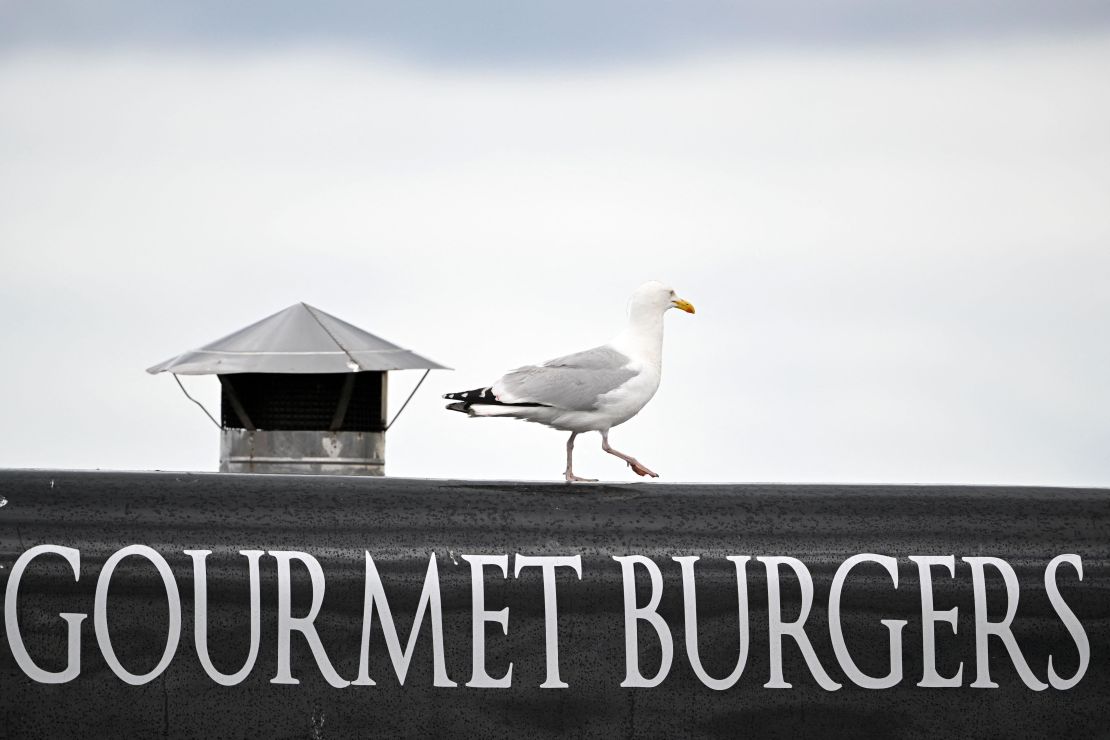 A seagull checks out the refreshments on offer at The Open.
