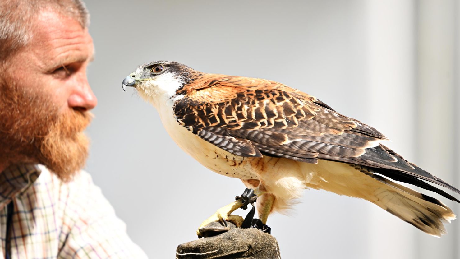 Birds of prey to fly into Discovery Green
