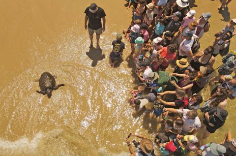 People watch a sea turtle as it is released back into the sea off the coast of Beit Yanai, Israel, on Friday, July 8.