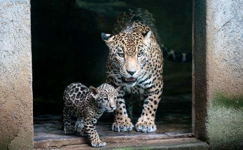 A 2-month-old jaguar is pictured with its mother at the National Zoo in Managua, Nicaragua, on Tuesday, July 12.