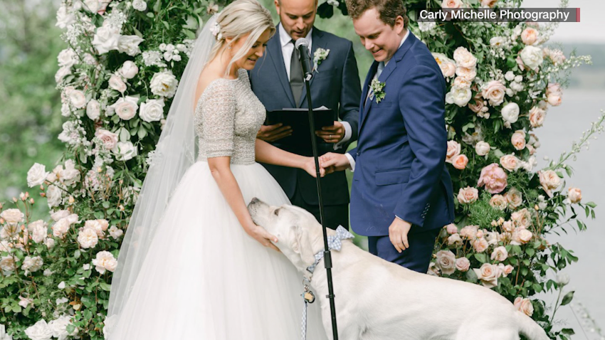 dog crashes wedding moos pkg vpx_00013415.png