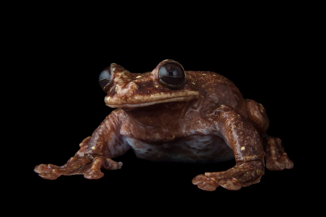 Toughie, the last known Rabbs' fringe limbed tree frog.