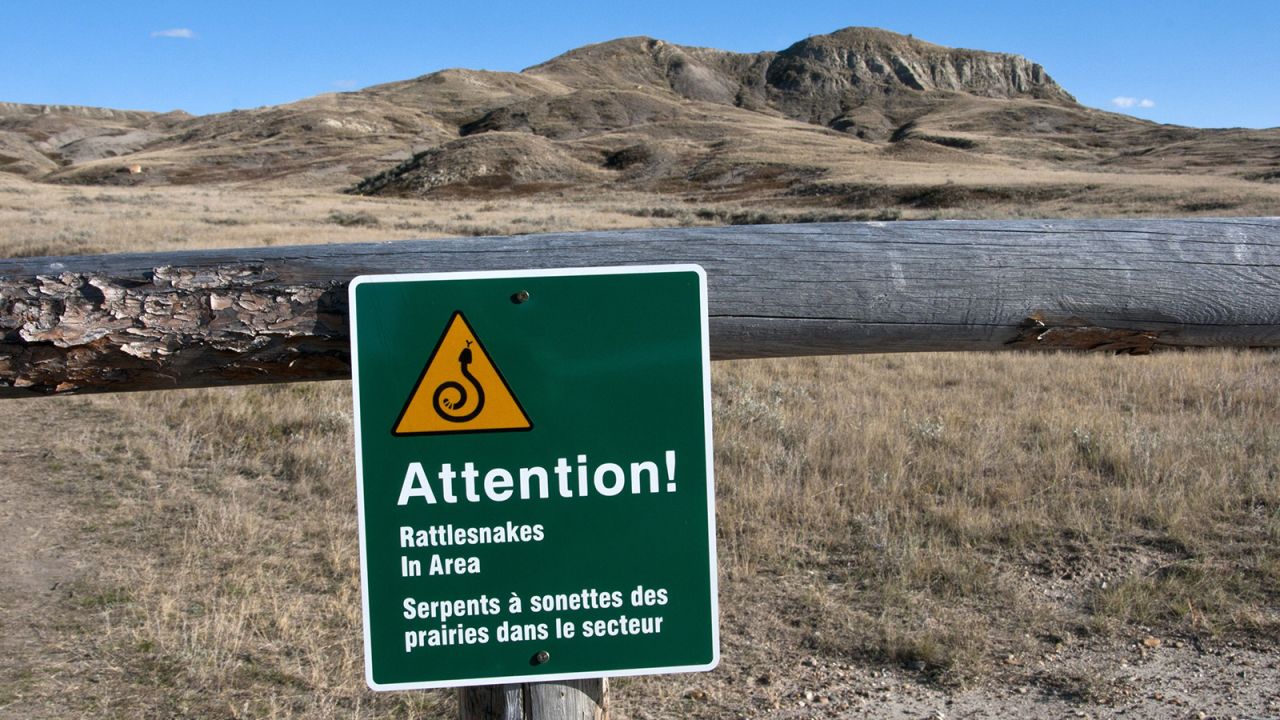 Rattlesnakes are found only in North and South America, but their range within the Americas might surprise you. Here's a sign warning of them in Grasslands National Park in southern Saskatchewan, Canada.