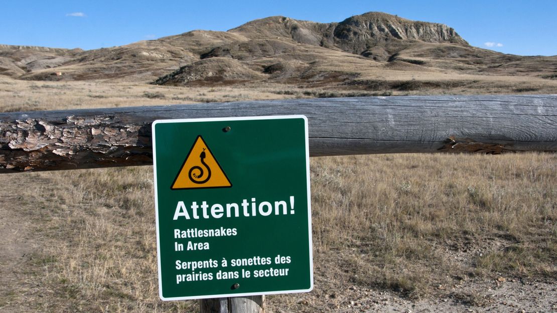 Rattlesnakes are found only in North and South America, but their range within the Americas might surprise you. Here's a sign warning of them in Grasslands National Park in southern Saskatchewan, Canada.