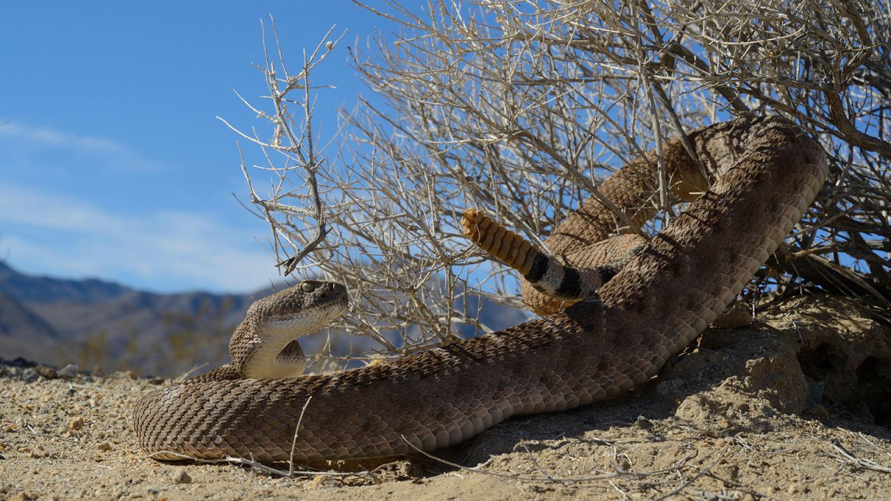 As with other types of rattlesnakes, the western diamondback is a master of camouflage. Whether you're in the Southwest's deserts or deep in the Appalachians or in brushy coastal areas, keep a sharp eye out.