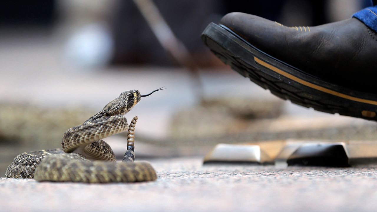 This rattlesnake would have a very hard time penetrating this handler's boot. Experts say you should never wear open-toed footwear while hiking in known rattlesnake territory. Long pants are a good idea, too.