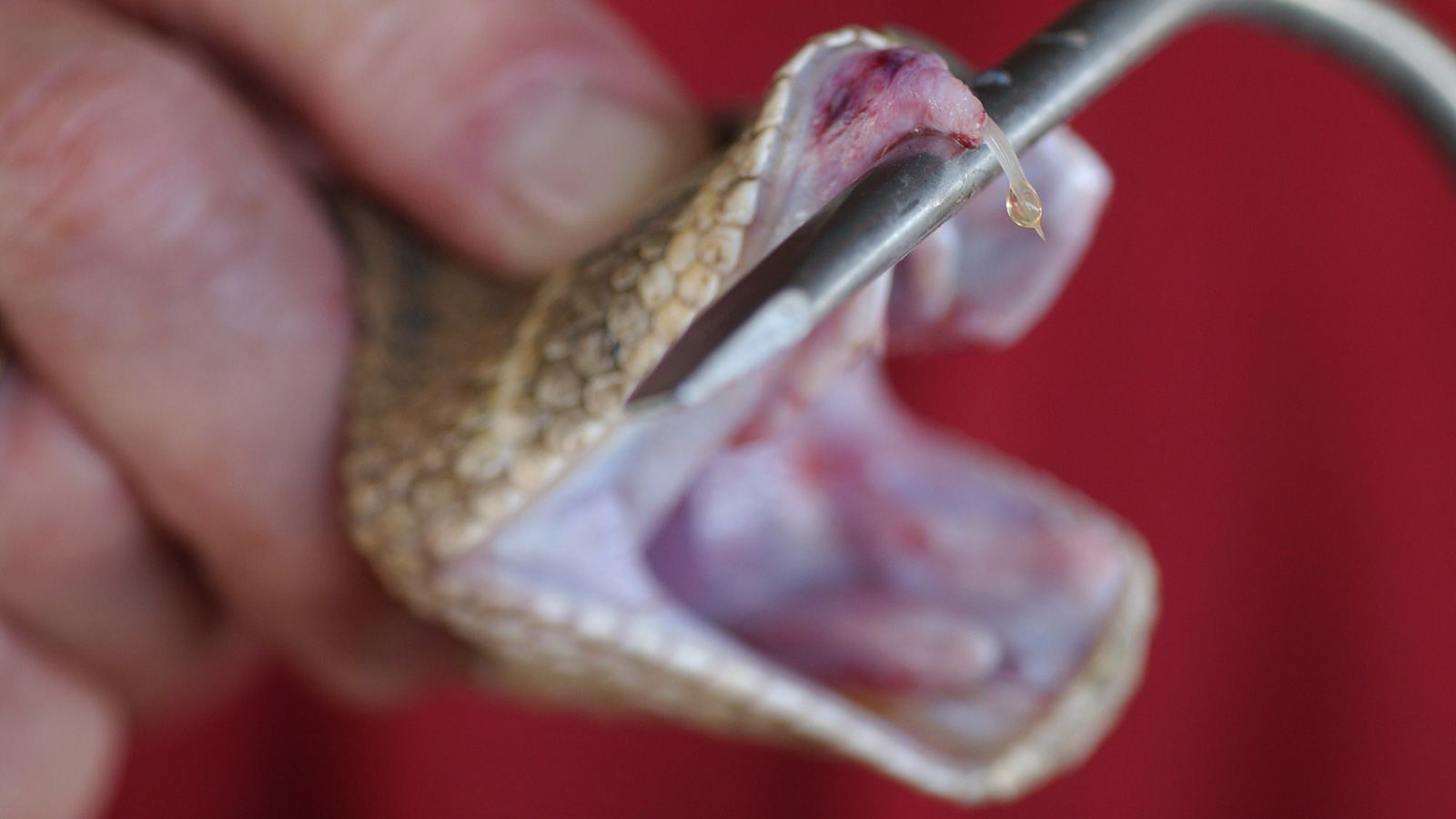 What to Do for Rattlesnake Bite?