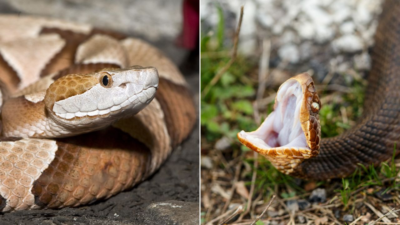 Rattlesnakes are part of the pit viper family of venomous snakes. They have "cousins" in the United States that don't have rattles on their tails. At left is a copperhead, notable for its tannish-coppery color. At right is a   a cottonmouth named for its distinctive white mouth. 