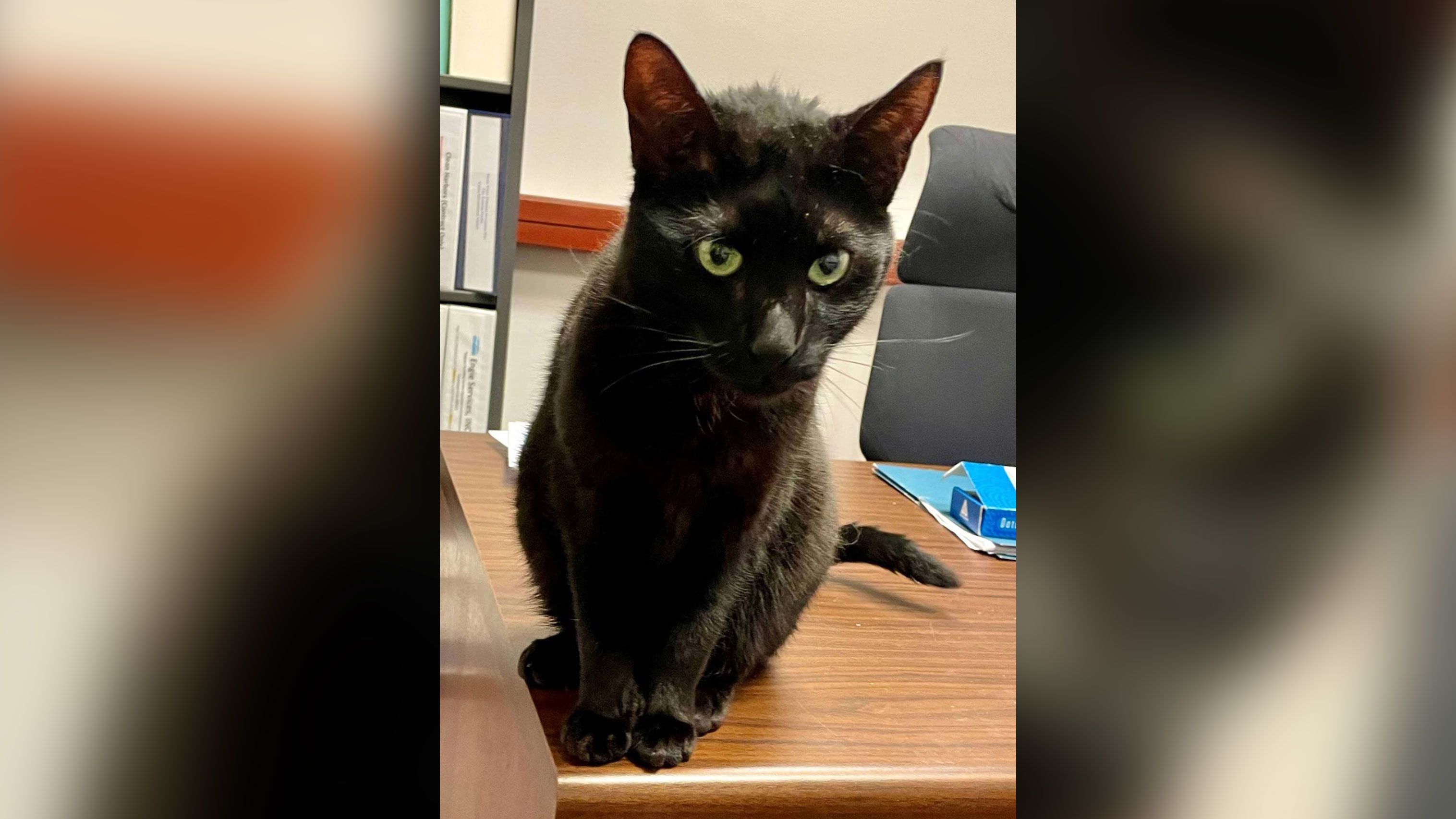 14-year-old rescue cat becomes first feline to join airport