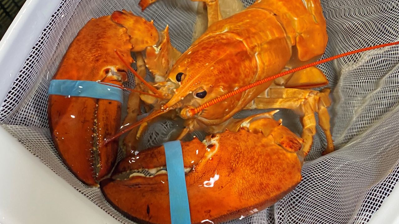 A orange lobster was saved from becoming seafood | CNN