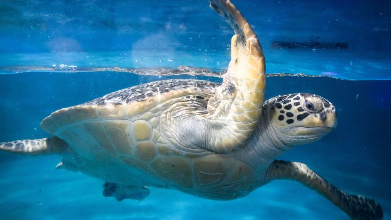 green sea turtle on beach