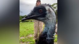 emmanuel the emu