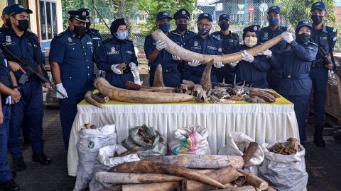 Malaysian customs officers display seized elephant tusks and other animal body parts in Port Klang, Malaysia, on July 18.