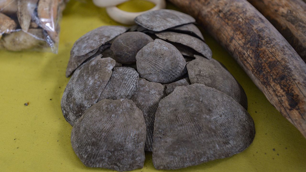 Seized pangolin scales displayed in Port Klang, Malaysia, on July 18.