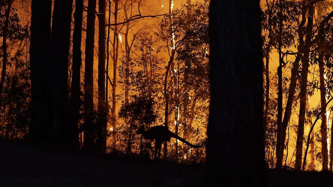 A kangaroo escapes the fire as the fire front approaches a property on November 15, 2019 in Colo Heights, Australia.