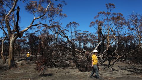 Volunteers set up feeding stations for koalas after bushfires destroyed forests on Kangaroo Island, February 25, 2020.