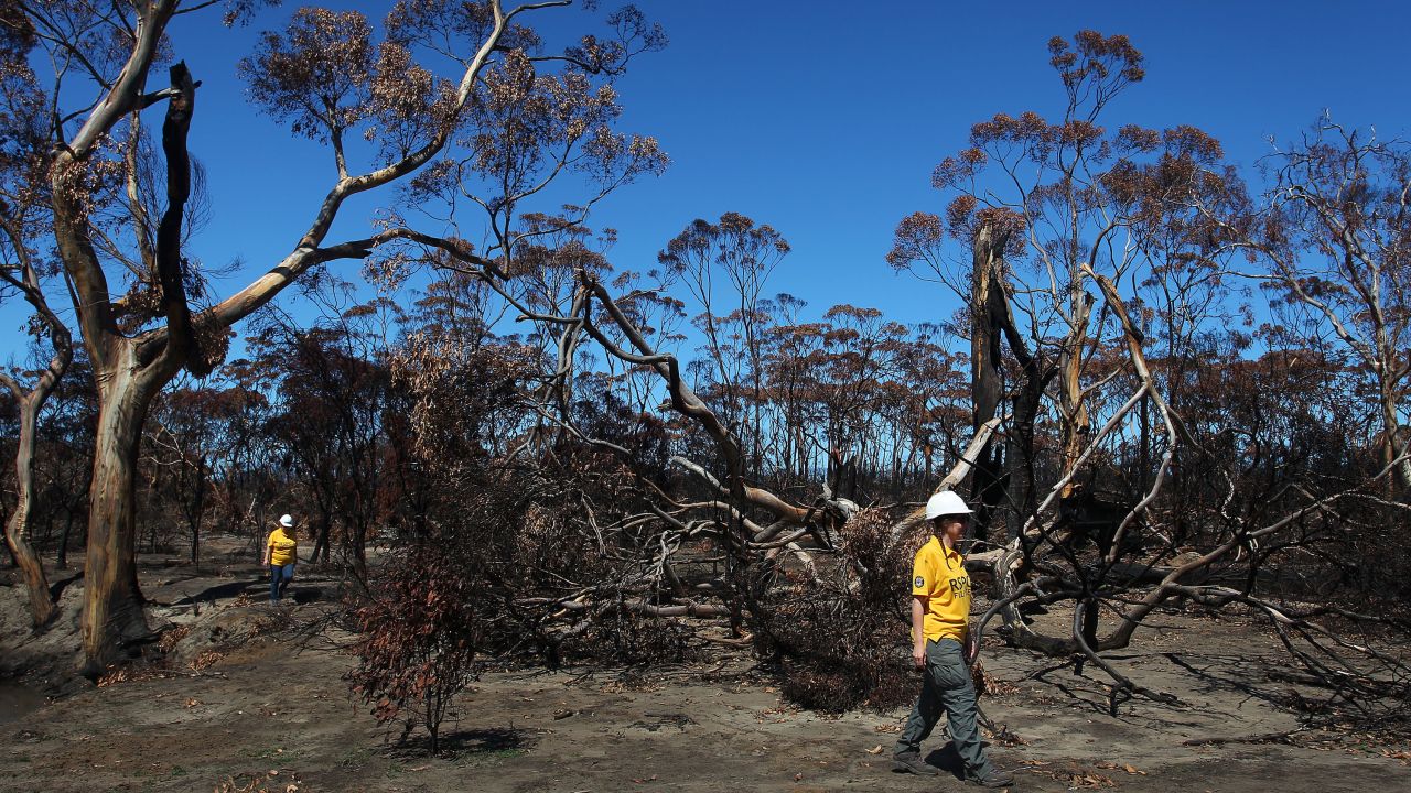 Animals on Kangaroo Island in South Australia suffered during the 2019-20 bushfires.
