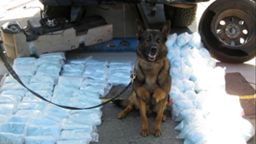 U.S. Border Patrol Agents arrested an individual attempting to smuggle approximately 250 pounds of fentanyl near Campo, Calif, July 18, 2022. A Border Patrol K-9 conducted a sniff and alerted to the vehicle. (CBP Public Affairs)