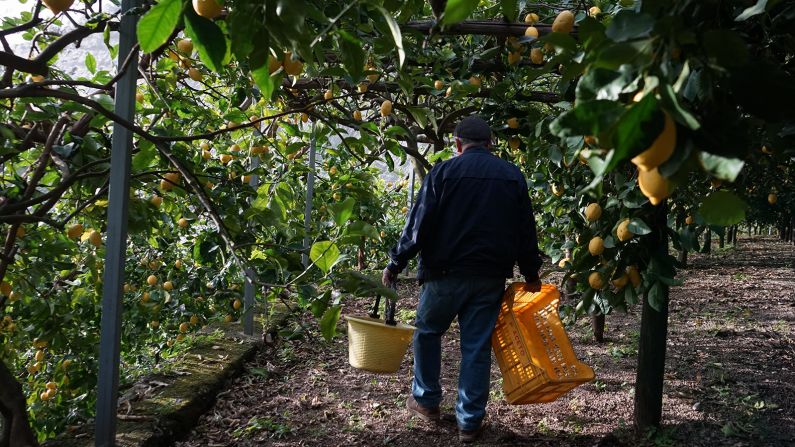 <strong>A slice of history: </strong>Gigino Aceto's lemon terraces were built over a thousand years ago.