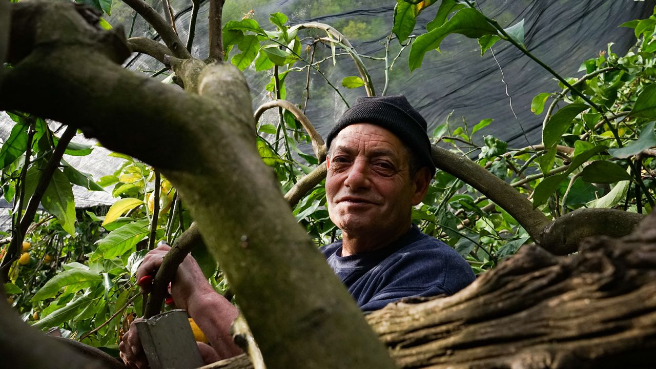 <strong>Wooden networks: </strong>Poles of local chestnut wood are used to create a scaffold around the lemon trees and allow the farmers to roam the trees for pruning, harvesting and maintenance.