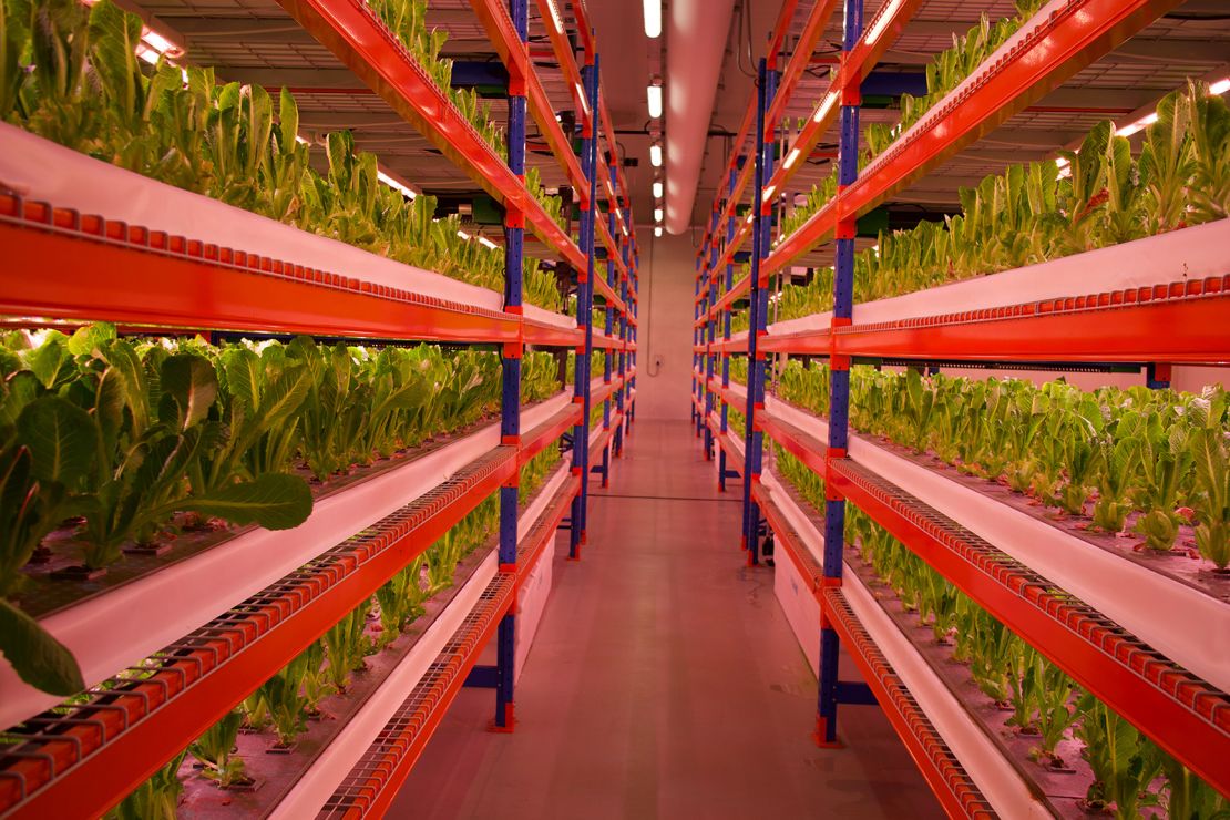 Produce vegetates on CropOne's multi-tier growing racks in Dubai.