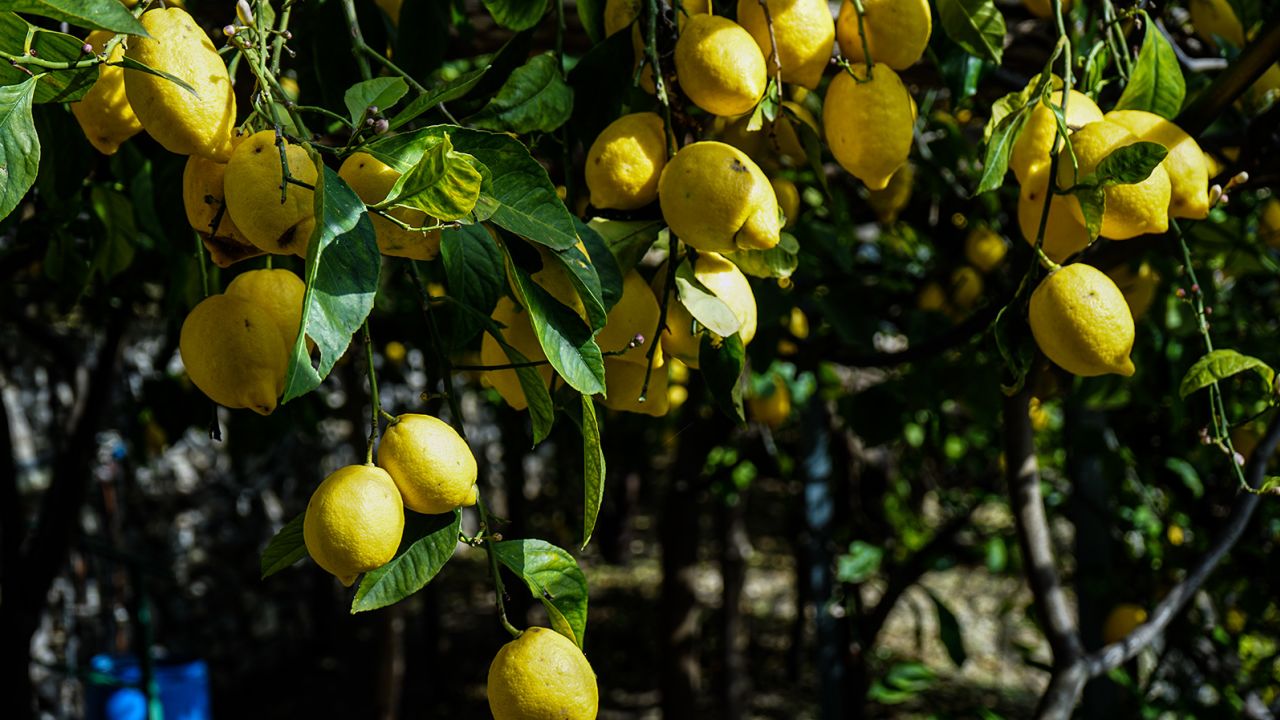 Low-hanging fruit: The Amalfi lemons are known for their large size.