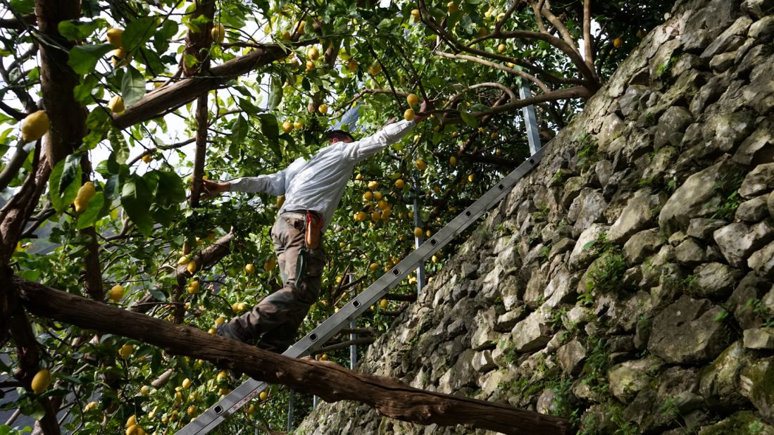 <strong>Flying farmers: </strong>Amalfi's lemon growers have been called "flying farmers" by Italian writer Flavia Amabile because of the way they balance along wooden poles to move from treetop to treetop.