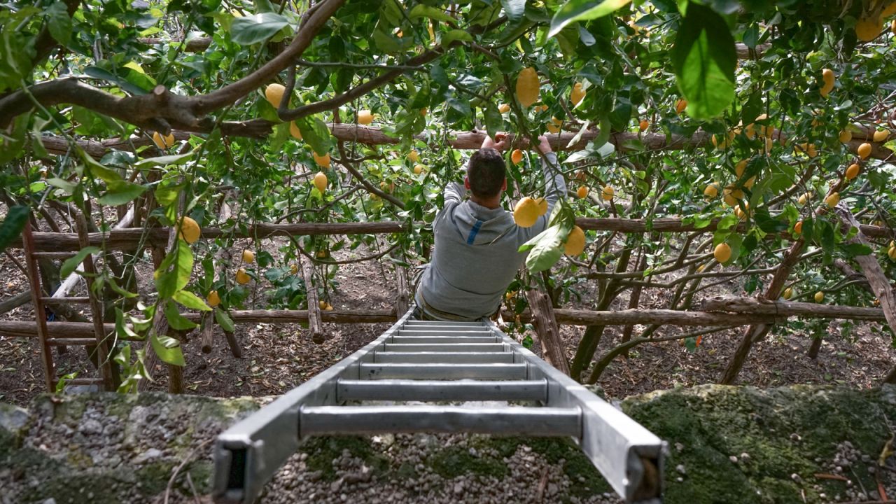 <strong>Under threat: </strong>The "Flying farmers" are among the last guardians of the Amalfi lemons, now threatened by industrialization, changes in society and climate change. The farmers are fighting a constant battle against man-made problems, not least scorching temperatures blamed on climate change.